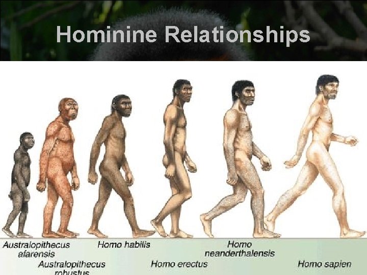 Hominine Relationships Hominine Relationships