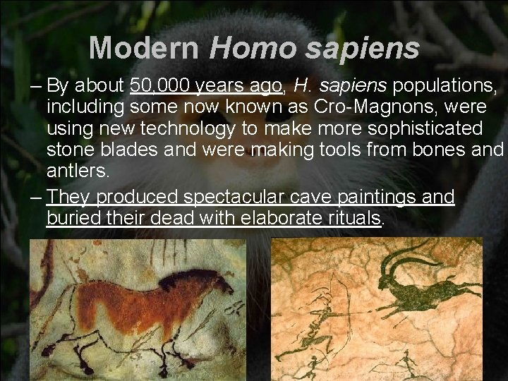 Modern Homo sapiens – By about 50, 000 years ago, H. sapiens populations, including Modern Homo sapiens – By about 50, 000 years ago, H. sapiens populations, including