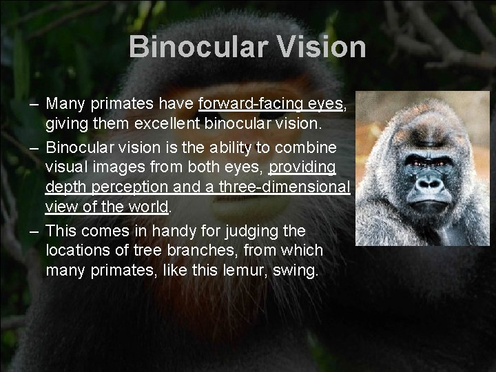 Binocular Vision – Many primates have forward-facing eyes, giving them excellent binocular vision. – Binocular Vision – Many primates have forward-facing eyes, giving them excellent binocular vision. –