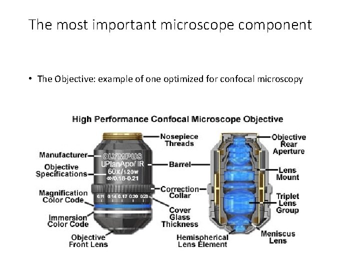 The most important microscope component • The Objective: example of one optimized for confocal