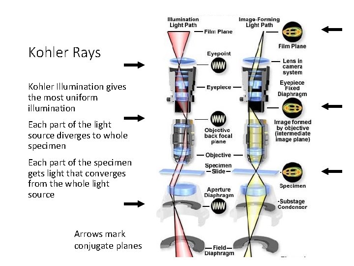Kohler Rays Kohler Illumination gives the most uniform illumination Each part of the light