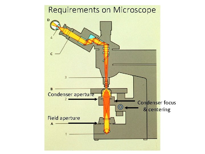 Requirements on Microscope Condenser aperture Condenser focus & centering Field aperture 