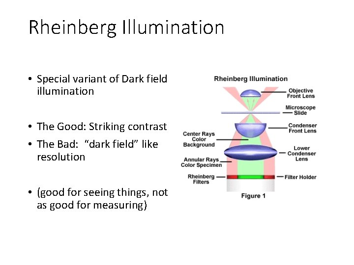 Rheinberg Illumination • Special variant of Dark field illumination • The Good: Striking contrast