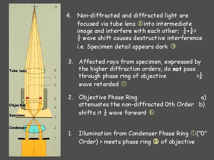 4. Non-diffracted and diffracted light are focused via tube lens into intermediate image and