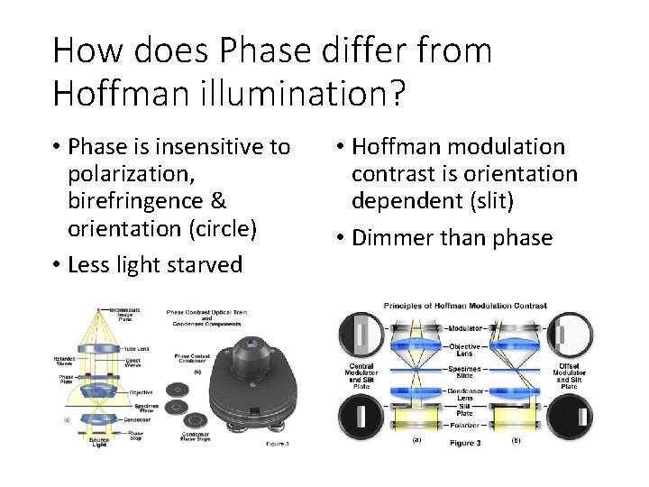 How does Phase differ from Hoffman illumination? • Phase is insensitive to polarization, birefringence