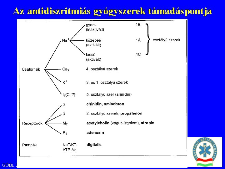 Az antidiszritmiás gyógyszerek támadáspontja GŐBL 2002 