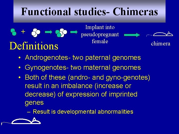 Functional studies- Chimeras + Definitions Implant into pseudopregnant female • Androgenotes- two paternal genomes