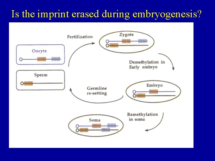 Is the imprint erased during embryogenesis? 