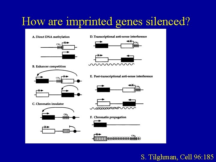 How are imprinted genes silenced? S. Tilghman, Cell 96: 185 