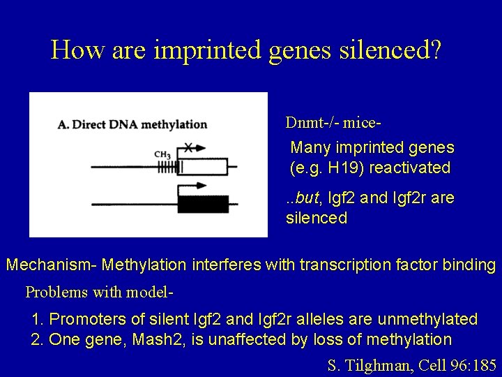 How are imprinted genes silenced? Dnmt-/- mice. Many imprinted genes (e. g. H 19)