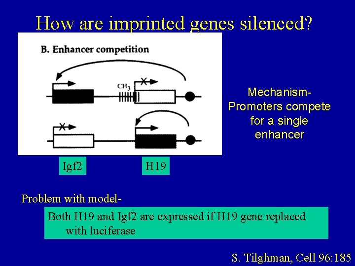 How are imprinted genes silenced? Mechanism. Promoters compete for a single enhancer Igf 2
