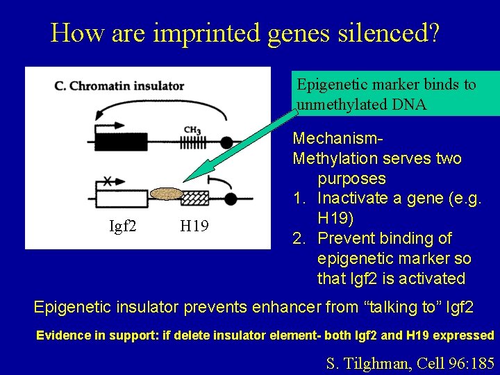 How are imprinted genes silenced? Epigenetic marker binds to unmethylated DNA Igf 2 H