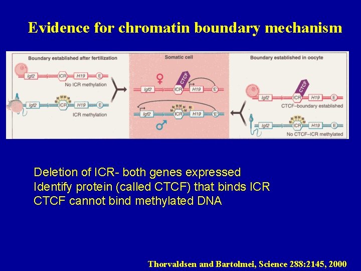 Evidence for chromatin boundary mechanism Deletion of ICR- both genes expressed Identify protein (called