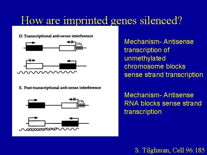 How are imprinted genes silenced? Mechanism- Antisense transcription of unmethylated chromosome blocks sense strand