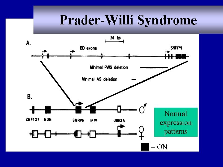 Prader-Willi Syndrome Normal expression patterns = ON 