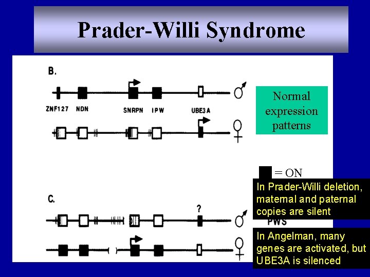 Prader-Willi Syndrome Normal expression patterns = ON In Prader-Willi deletion, maternal and paternal copies