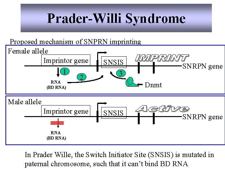 Prader-Willi Syndrome Proposed mechanism of SNPRN imprinting Female allele Imprintor gene SNSIS 1 3