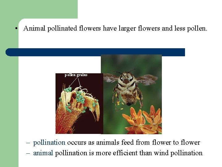  • Animal pollinated flowers have larger flowers and less pollen grains – pollination