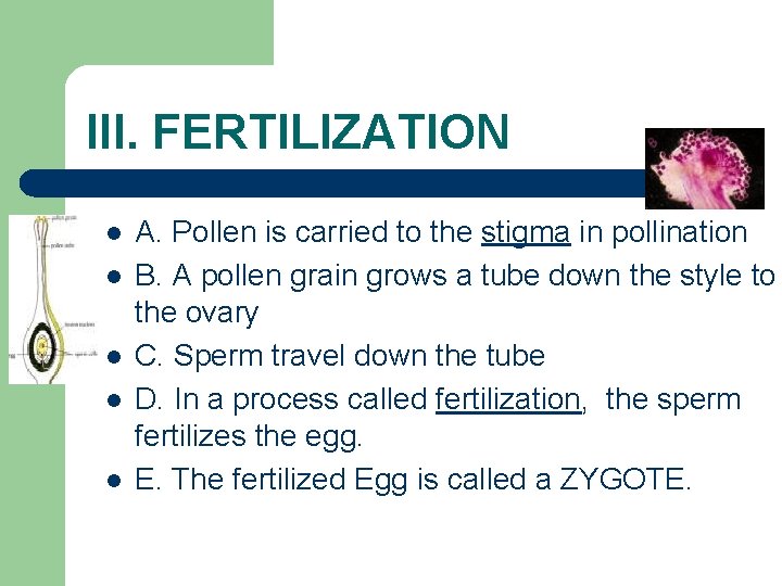 III. FERTILIZATION l l l A. Pollen is carried to the stigma in pollination