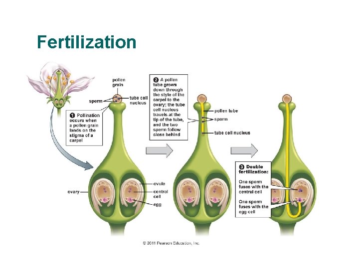 Fertilization 