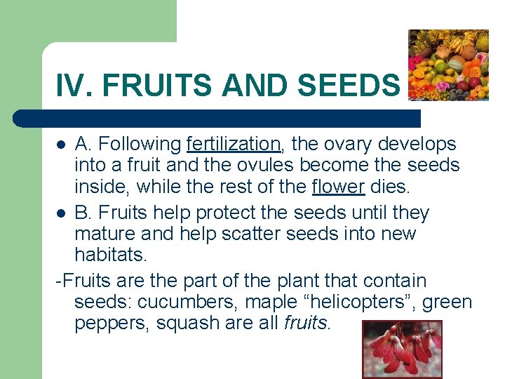 IV. FRUITS AND SEEDS A. Following fertilization, the ovary develops into a fruit and