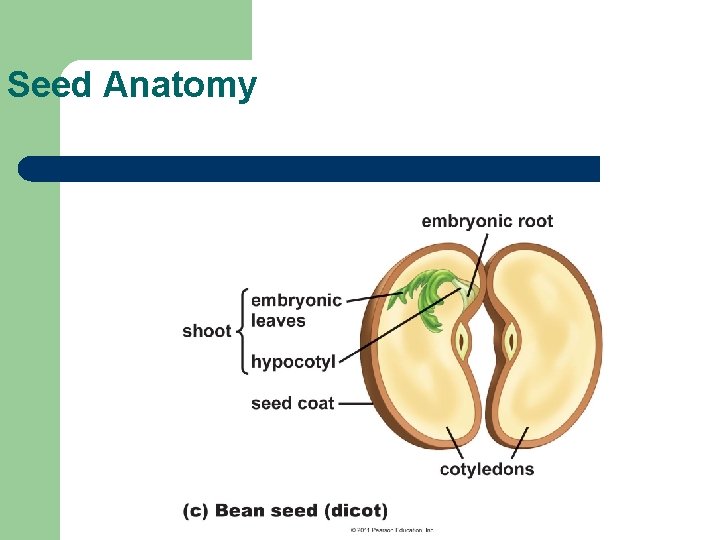 Seed Anatomy 