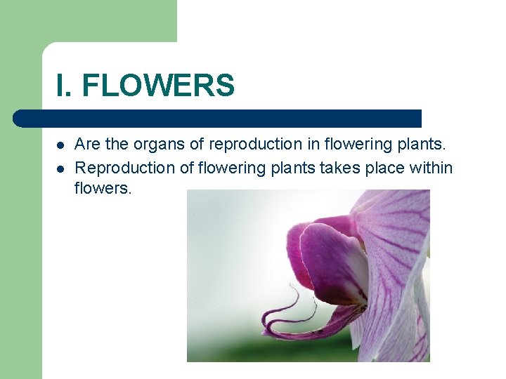 I. FLOWERS l l Are the organs of reproduction in flowering plants. Reproduction of