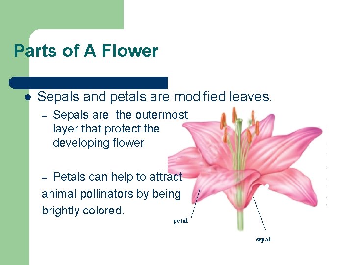 Parts of A Flower l Sepals and petals are modified leaves. – Sepals are