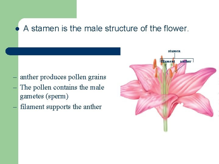 l A stamen is the male structure of the flower. stamen filament – anther