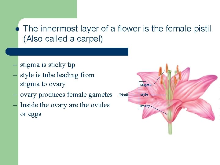 l The innermost layer of a flower is the female pistil. (Also called a