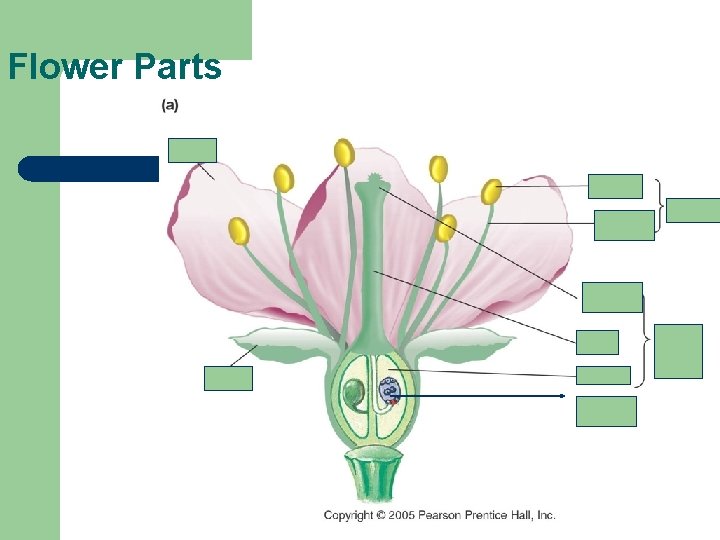 Flower Parts pistil ovule 