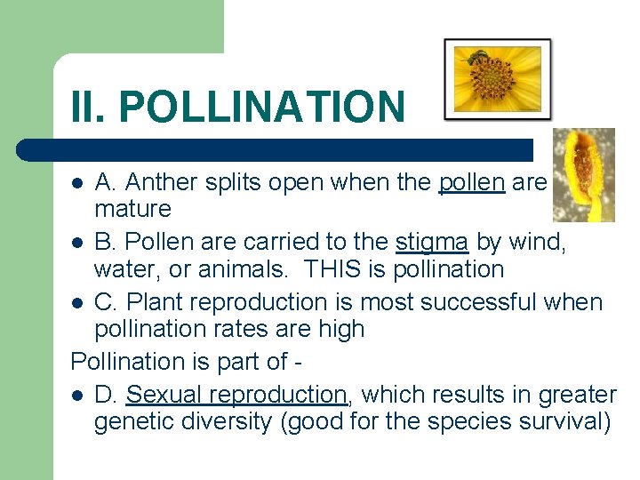II. POLLINATION A. Anther splits open when the pollen are mature l B. Pollen