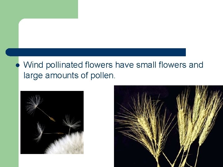 l Wind pollinated flowers have small flowers and large amounts of pollen. 