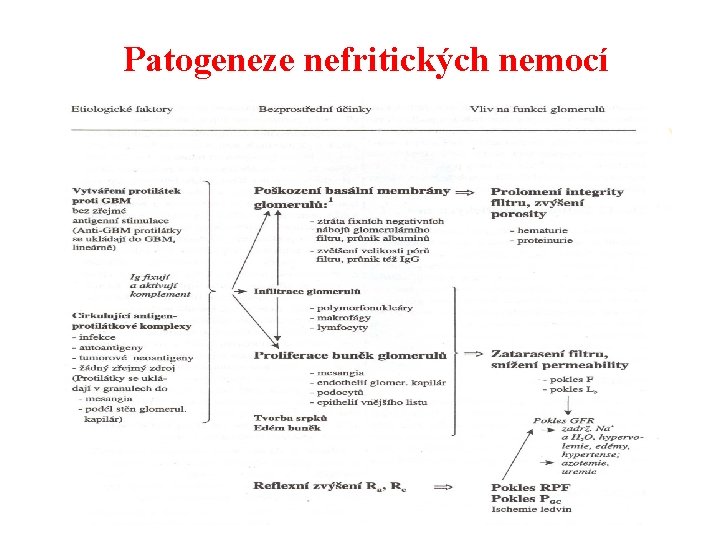 Patogeneze nefritických nemocí 