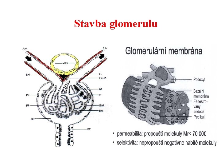 Stavba glomerulu 