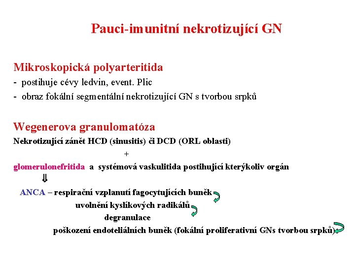 Pauci-imunitní nekrotizující GN Mikroskopická polyarteritida - postihuje cévy ledvin, event. Plic - obraz fokální