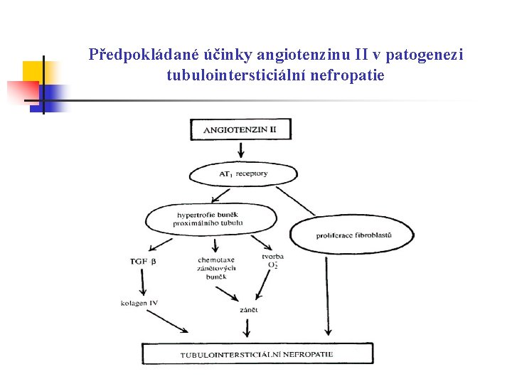 Předpokládané účinky angiotenzinu II v patogenezi tubulointersticiální nefropatie 