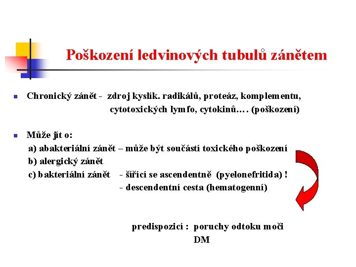 Poškození ledvinových tubulů zánětem n n Chronický zánět - zdroj kyslík. radikálů, proteáz, komplementu,