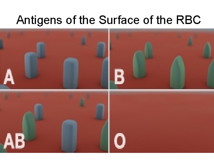 Antigens of the Surface of the RBC 