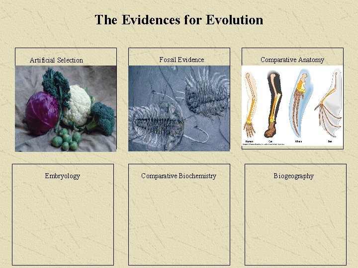 The Evidences for Evolution Artificial Selection Embryology Fossil Evidence Comparative Biochemistry Comparative Anatomy Biogeography