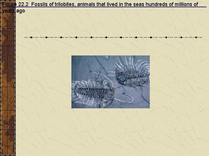 Figure 22. 2 Fossils of trilobites, animals that lived in the seas hundreds of