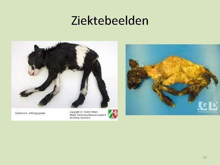 Ziektebeelden 12 