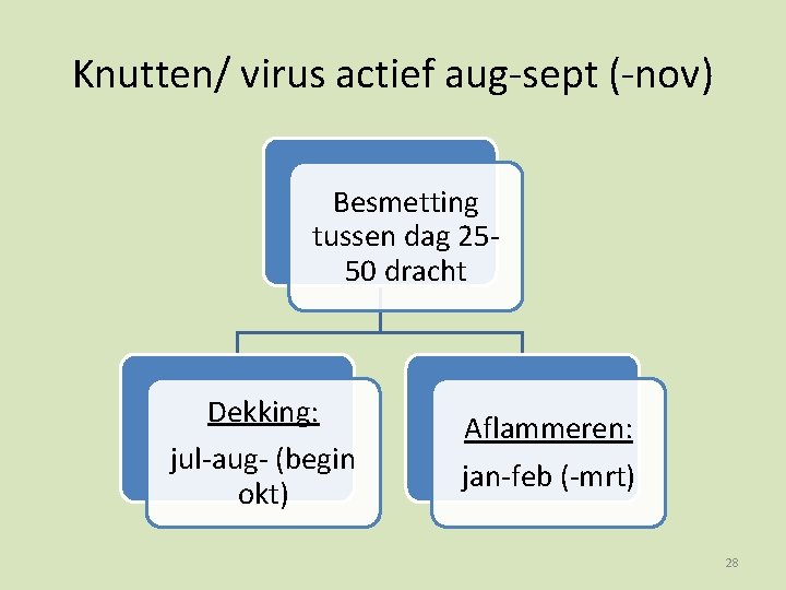 Knutten/ virus actief aug-sept (-nov) Besmetting tussen dag 2550 dracht Dekking: jul-aug- (begin okt)