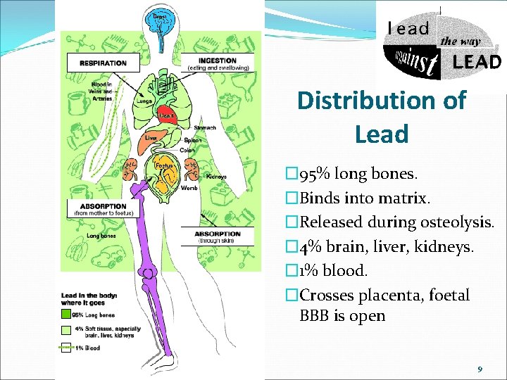 Distribution of Lead � 95% long bones. �Binds into matrix. �Released during osteolysis. �