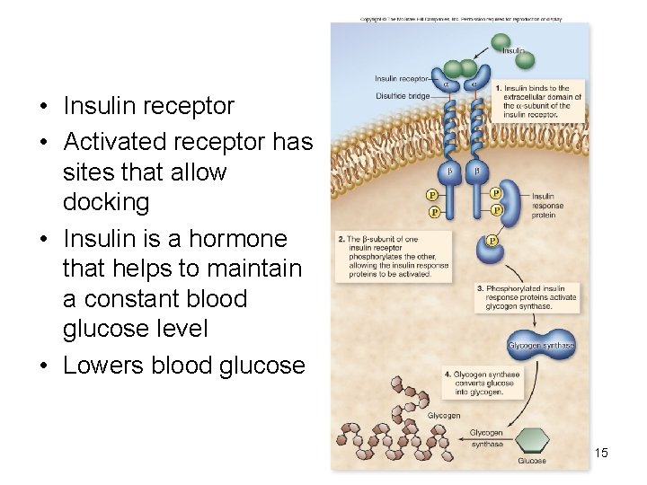  • Insulin receptor • Activated receptor has sites that allow docking • Insulin