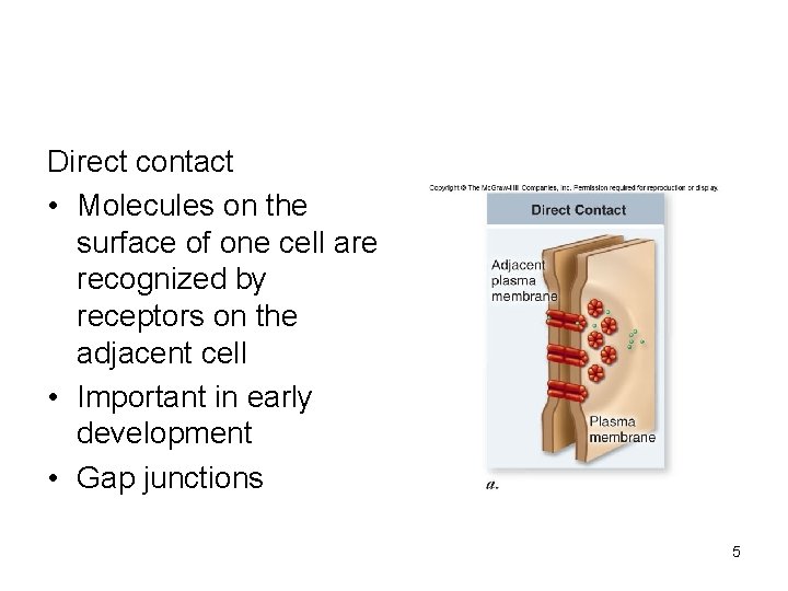 Direct contact • Molecules on the surface of one cell are recognized by receptors