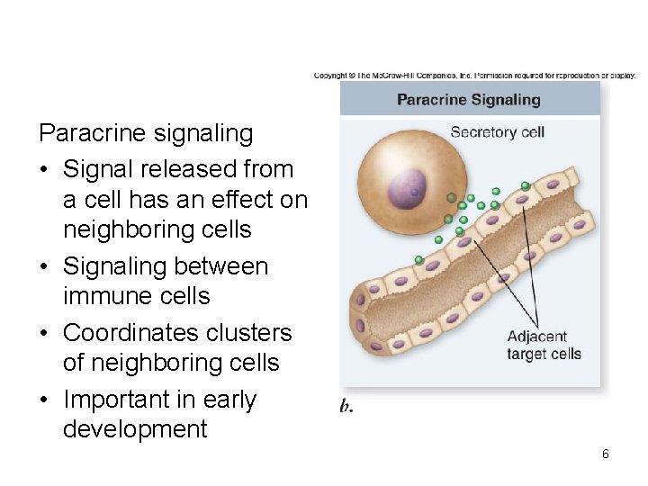 Paracrine signaling • Signal released from a cell has an effect on neighboring cells