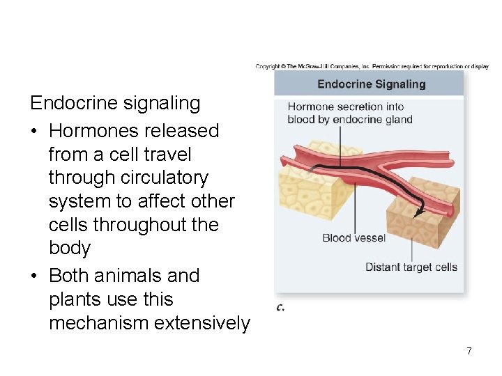 Endocrine signaling • Hormones released from a cell travel through circulatory system to affect