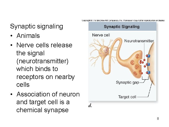 Synaptic signaling • Animals • Nerve cells release the signal (neurotransmitter) which binds to