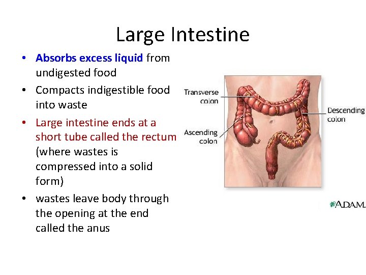 Large Intestine • Absorbs excess liquid from undigested food • Compacts indigestible food into